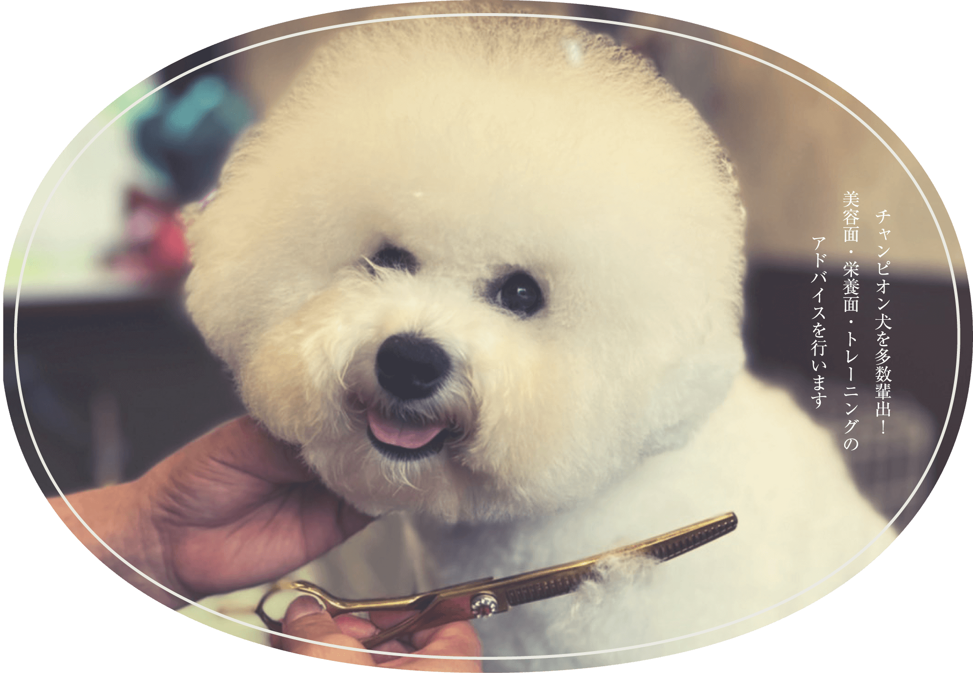 チャンピオン犬を多数輩出！美容面・栄養面・トレーニングのアドバイスを行います