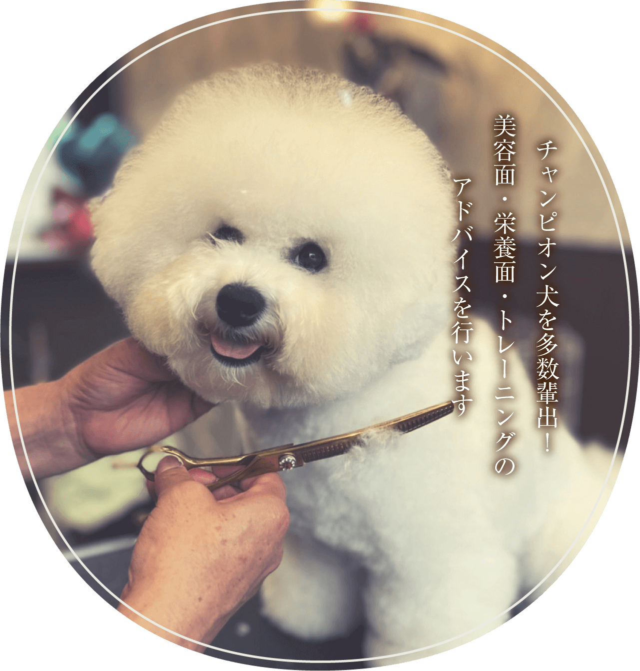 チャンピオン犬を多数輩出！美容面・栄養面・トレーニングのアドバイスを行います