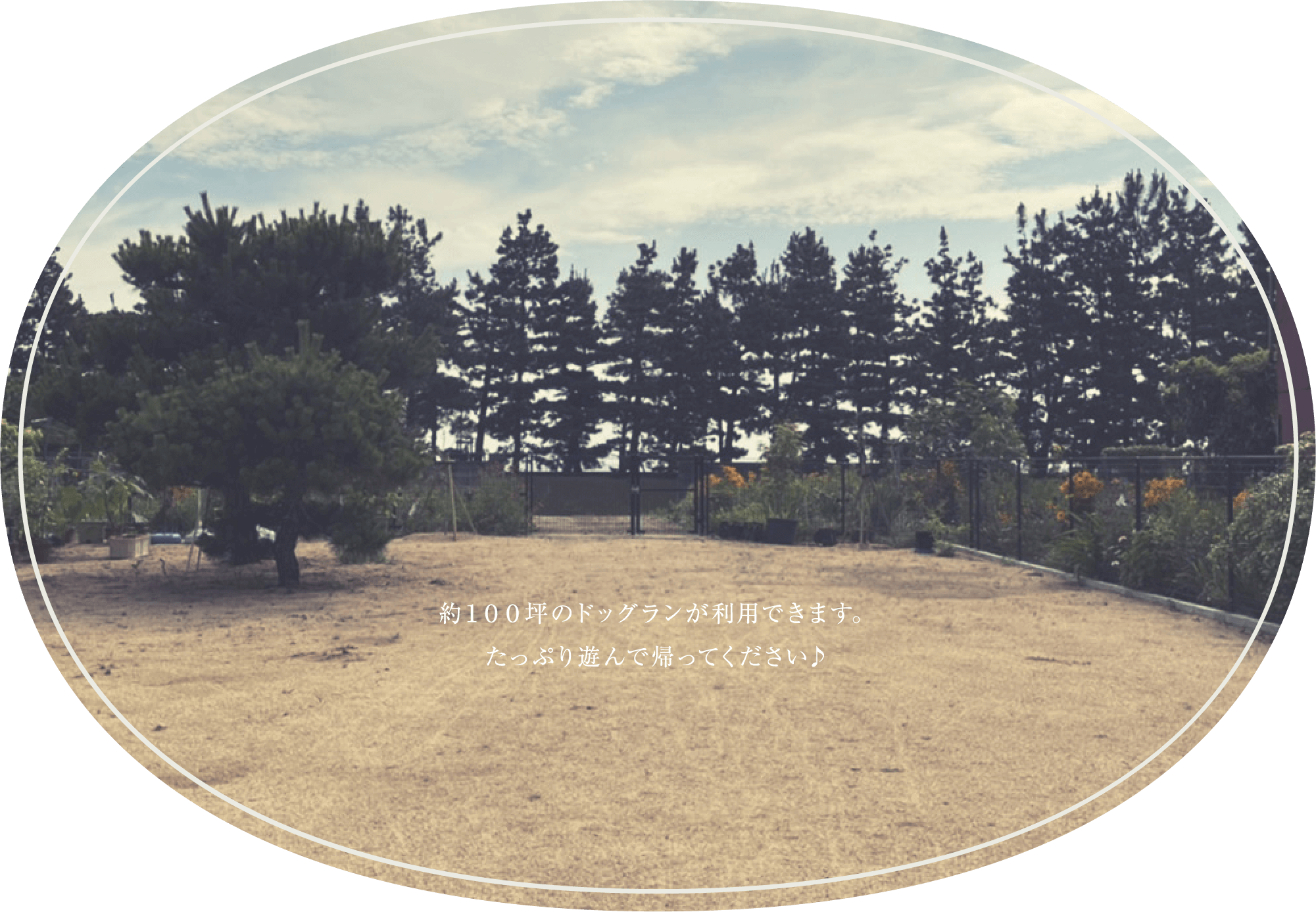 約100坪のドッグランが利用できます。たっぷり遊んで帰ってください♪