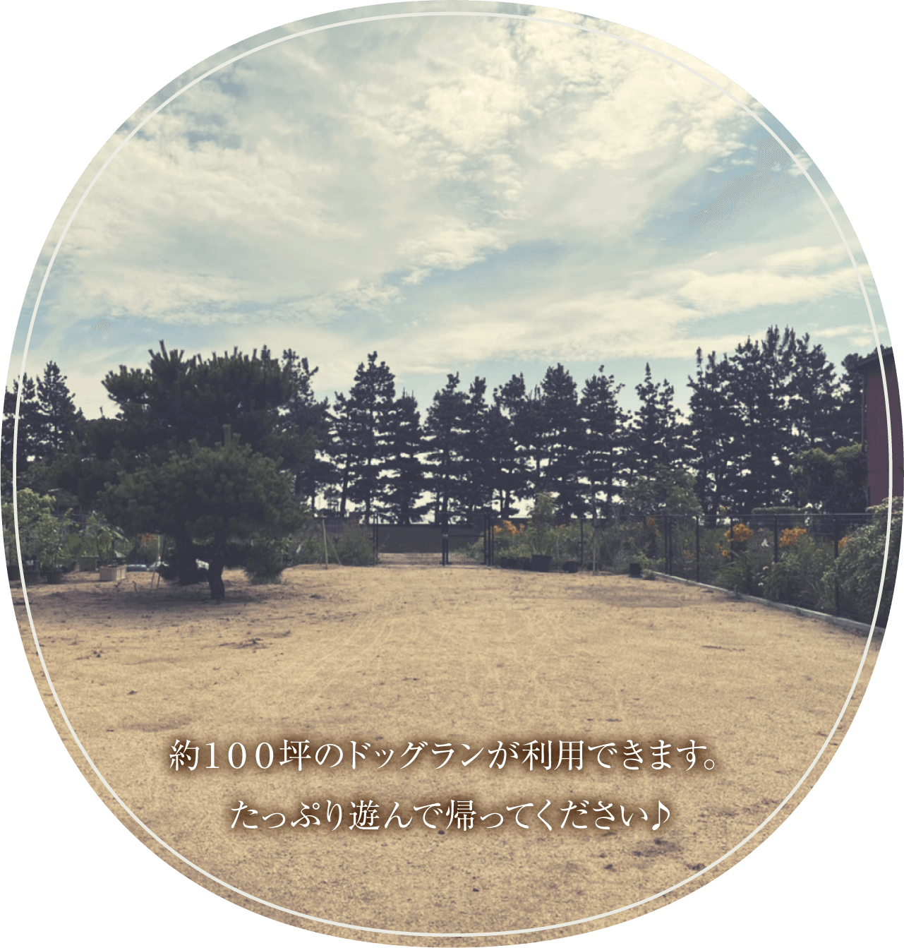 約100坪のドッグランが利用できます。たっぷり遊んで帰ってください♪